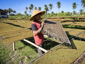 Tembakau Kasturi Khas Lombok Dijual Rp 7 Juta/Kuintal
