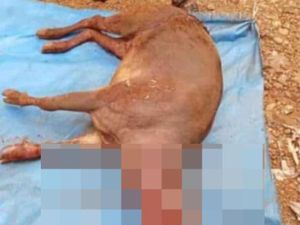 Viral Anoa Diduga Mati Dibunuh, BKSDA Sultra Usut Viral Anoa Diduga Mati Dibunuh, BKSDA Sultra Usut