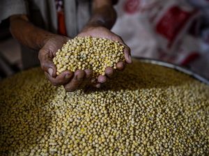 Kementan Gandeng TNI Garap Lahan 10.000 Ha buat Geber Produksi Kedelai Kementan Gandeng TNI Garap Lahan 10.000 Ha buat Geber Produksi Kedelai