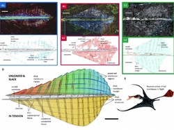 Mirip Burung, Penelitian Ungkap Bagaimana Reptil Purba Ini Dapat Terbang