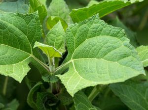 Manfaat Konsumsi Daun Insulin, Termasuk Diyakini Mampu Kelola Kadar Gula Darah Manfaat Konsumsi Daun Insulin, Termasuk Diyakini Mampu Kelola Kadar Gula Darah