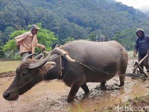 Mitos Kerbau Gaib yang Menjaga Sungai Citarik Mitos Kerbau Gaib yang Menjaga Sungai Citarik