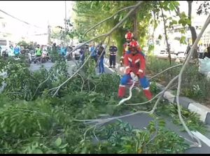 Sanca di Pohon Tinggi Buat Takut Warga Jakut, Damkar Manjat-Tebang Dahan