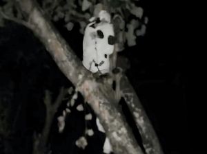 Heboh Pocong Terpotret Kamera, Warga Situbondo Kaitkan dengan Bulan Suro Heboh Pocong Terpotret Kamera, Warga Situbondo Kaitkan dengan Bulan Suro