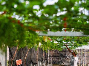 Potret Budi Daya Anggur dari Ukraina di Sumedang