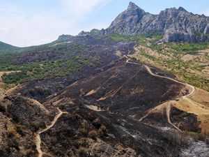 Potret Hutan di Krimea Gosong Usai Dilalap Api