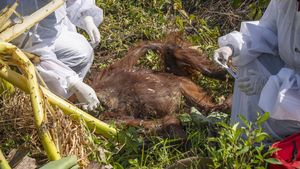 Potret Orangutan yang Ditemukan Mati Terjerat Benda Tajam