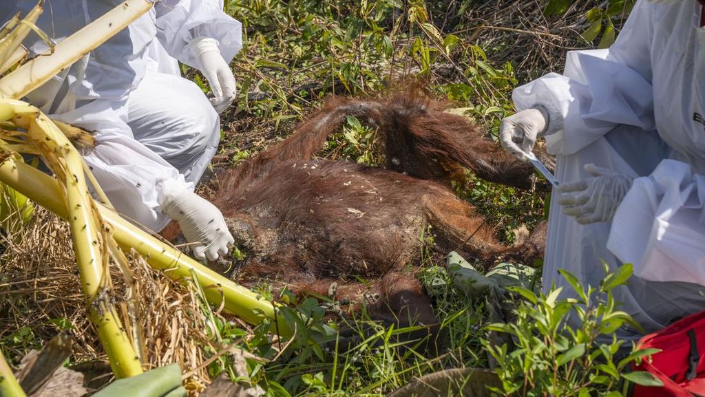 Potret Orangutan yang Ditemukan Mati Terjerat Benda Tajam Potret Orangutan yang Ditemukan Mati Terjerat Benda Tajam