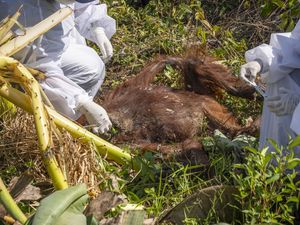 Potret Orangutan yang Ditemukan Mati Terjerat Benda Tajam
