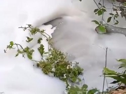 Viral Sungai di Lamongan Tertutup Buih dan Berbau Amis