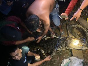 Buaya 3 Meter di Mamuju Sulbar Ditangkap, Pernah Terkam Warga Saat Cari Ikan