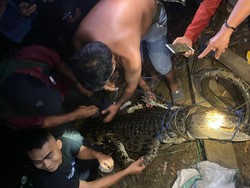 Buaya 3 Meter di Mamuju Sulbar Ditangkap, Pernah Terkam Warga Saat Cari Ikan