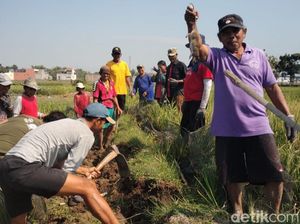 Petani di Klaten Berburu Tikus gegara Serang Puluhan Hektare Padi Petani di Klaten Berburu Tikus gegara Serang Puluhan Hektare Padi