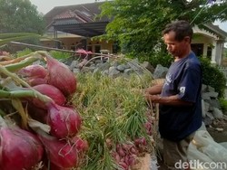 Petani Bawang Merah Brebes Gudangkan Hasil Panen gegara Harga Anjlok