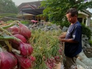 Petani Bawang Merah Brebes Gudangkan Hasil Panen gegara Harga Anjlok Petani Bawang Merah Brebes Gudangkan Hasil Panen gegara Harga Anjlok
