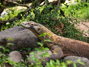 Pagar Pembatas Tak Kunjung Dibangun, Warga Komodo Hidup dalam Ancaman Pagar Pembatas Tak Kunjung Dibangun, Warga Komodo Hidup dalam Ancaman