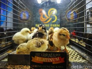 Intip Pameran Kebutuhan Ternak dan Perikanan di Indo Livestock 2024 Intip Pameran Kebutuhan Ternak dan Perikanan di Indo Livestock 2024