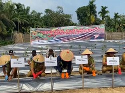 Cabai dan Bawang Merah Jadi Penyumbang Inflasi Terbesar Bulanan-Tahun di Sumsel