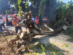 Angin Kencang, Pohon Santan di Sawan Buleleng Timpa Mobil hingga Ringsek
