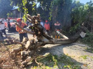 Angin Kencang, Pohon Santan di Sawan Buleleng Timpa Mobil hingga Ringsek Angin Kencang, Pohon Santan di Sawan Buleleng Timpa Mobil hingga Ringsek