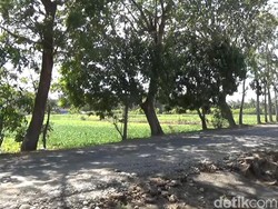 Melihat Lokasi Diduga Pocong Bonceng Pemotor di Lendah Kulon Progo