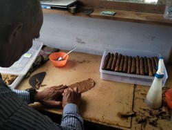 Melihat Bisnis Cerutu dari Tembakau Gayo Beromzet Ratusan Juta