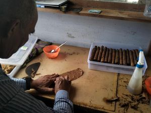 Melihat Bisnis Cerutu dari Tembakau Gayo Beromzet Ratusan Juta Melihat Bisnis Cerutu dari Tembakau Gayo Beromzet Ratusan Juta