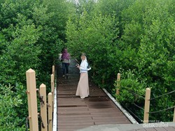 Taman Mangrove Ketapang Tangerang Ternyata Menawan, Ada 16 Jenis Bakau