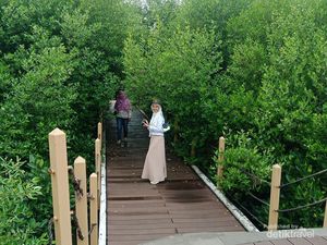 Taman Mangrove Ketapang Tangerang Ternyata Menawan, Ada 16 Jenis Bakau Taman Mangrove Ketapang Tangerang Ternyata Menawan, Ada 16 Jenis Bakau