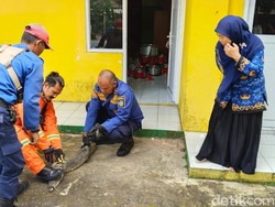 Biawak Masuk Sekolah di Tasikmalaya Bikin Geger