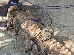 Warga di Sulbar Tangkap Buaya 3 Meter Pakai Umpan Burung, Begini penampakannya