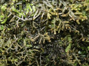 Hati-hati! Jangan Sentuh Lumut Ini, Bisa Bikin Alergi