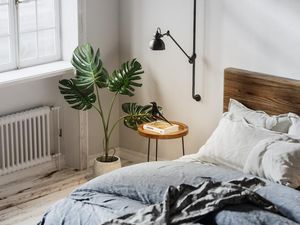 8 Tanaman Hias yang Cocok untuk Kamar Tidur, Bikin Asri dan Rileks 8 Tanaman Hias yang Cocok untuk Kamar Tidur, Bikin Asri dan Rileks
