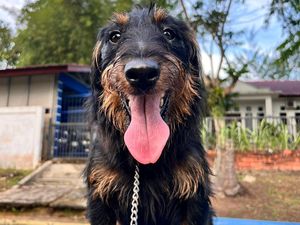 Anjing K-9 Ungkap Penyelundupan 106 Bungkus Sabu-sabu di Perairan Pongkar