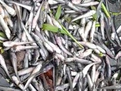 Banyak Lele Ternak di Kota Pasuruan Mati Dampak Bediding