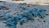Jangan Pakai Air Kencing! Ini Cara Benar Atasi Sengatan Ubur-ubur Saat di Laut