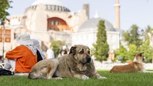 Populasi Anjing Liar di Turki Makin Marak, Pemerintah Usulkan Suntik Mati
