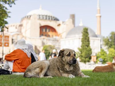 Populasi Anjing Liar di Turki Makin Marak, Pemerintah Usulkan Suntik Mati
