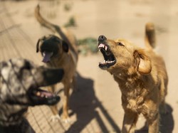 Mahendra Bantah Rencana Pemprov Bunuh Semua Anjing Liar di Bali