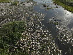 Ribuan Ikan di Sungai Brasil Mati gegara Air Tercemar Limbah
