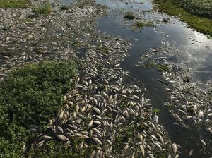 Ribuan Ikan di Sungai Brasil Mati gegara Air Tercemar Limbah Ribuan Ikan di Sungai Brasil Mati gegara Air Tercemar Limbah
