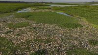 Ribuan Ikan Mati di Sungai Brasil Imbas Tercemar Limbah