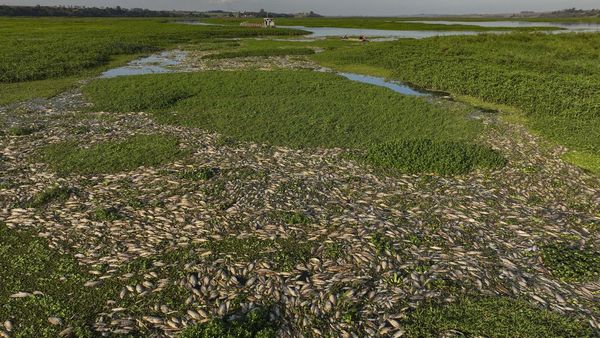 Ribuan Ikan Mati di Sungai Brasil Imbas Tercemar Limbah