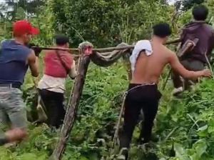 Piton 7 Meter Masuk Kebun Warga di Polman, Langsung Dibunuh Pakai Parang Piton 7 Meter Masuk Kebun Warga di Polman, Langsung Dibunuh Pakai Parang