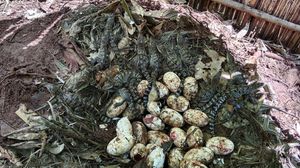 106 Telur Buaya Langka Ditemukan di Kamboja, Ini Penampakannya