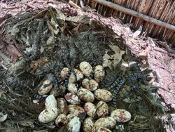 Kabar Gembira! 106 Telur Buaya Paling Langka Ditemukan di Alam Liar