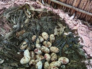 Kabar Gembira! 106 Telur Buaya Paling Langka Ditemukan di Alam Liar Kabar Gembira! 106 Telur Buaya Paling Langka Ditemukan di Alam Liar