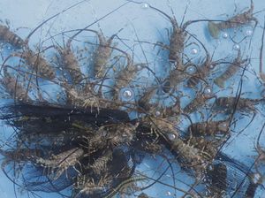 Membaca Arah Transformasi Kebijakan Pengelolaan Lobster