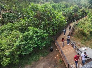 Taman Safari Prigen Bikin Trek Menarik di dalam Hutan, Penasaran?