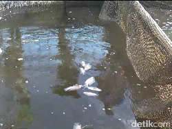 Petani Lumajang Rugi Puluhan Juta Dampak Ribuan Ikan Mati gegara Bediding